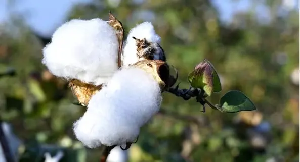 Innovation and technology solutions to combat declining cotton yields