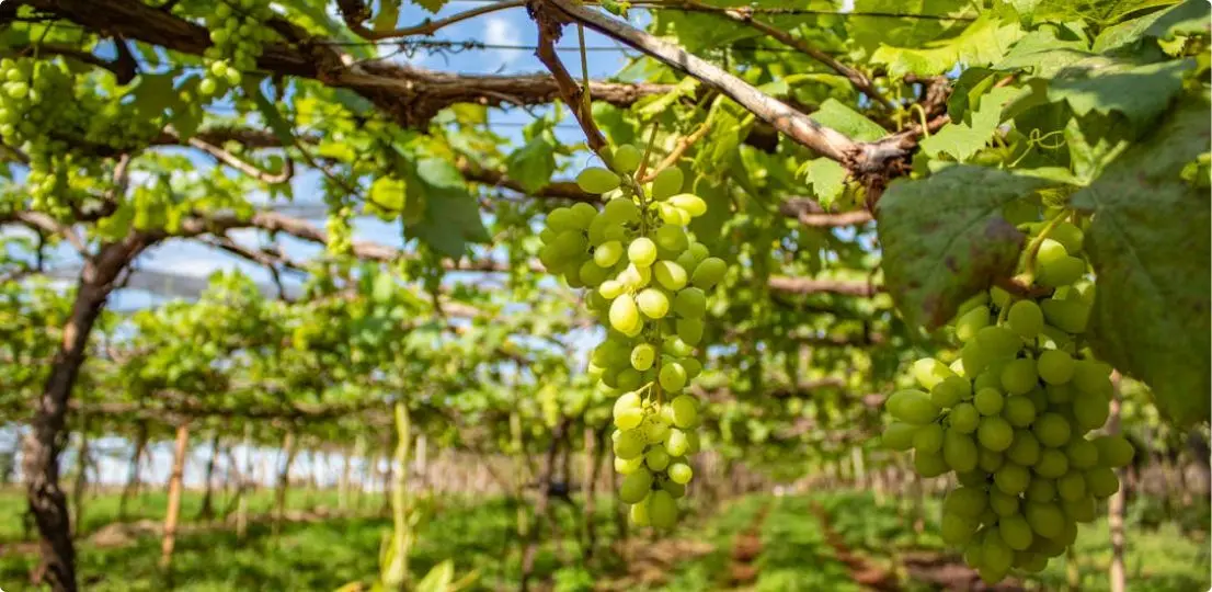 Plant Growth Regulators