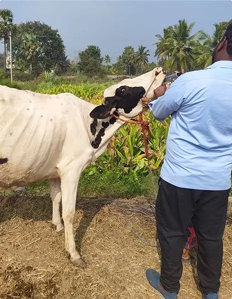 Emission Factor - Dairy