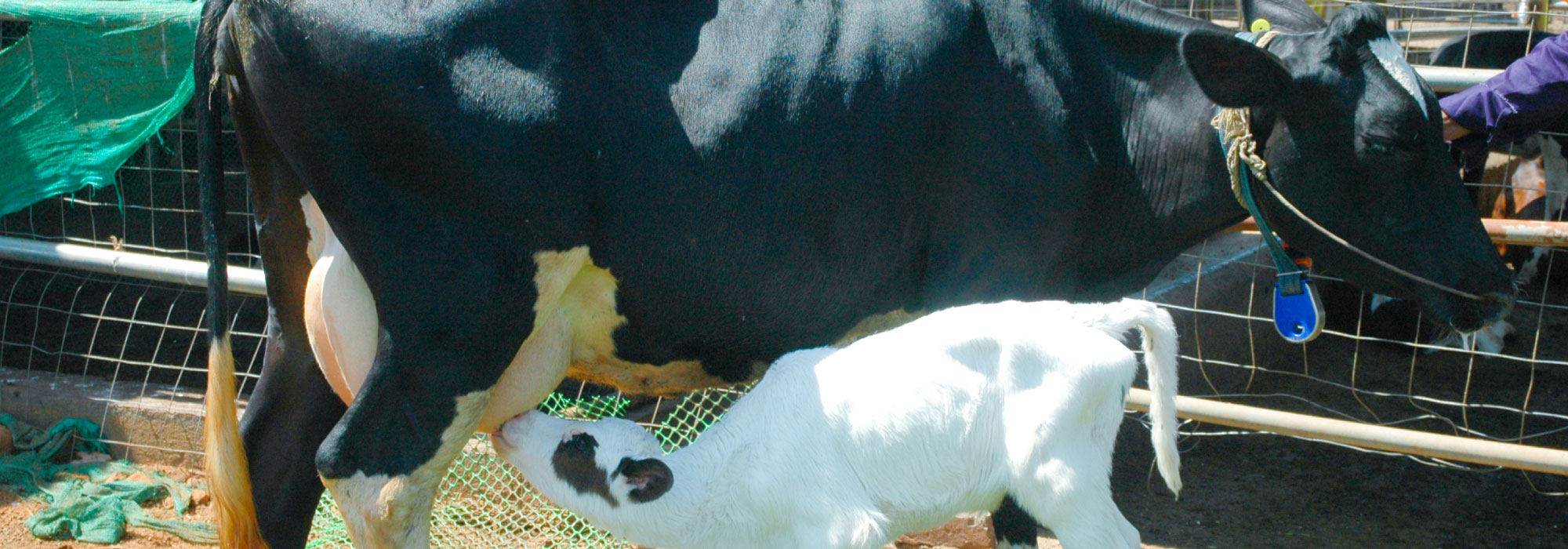 Godrej Cattle Genetics